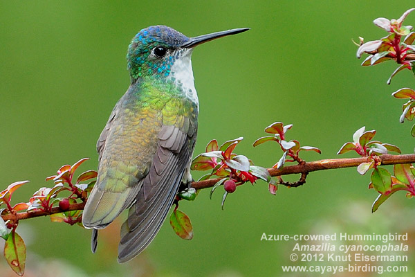 Azure-crowned Hummingbird