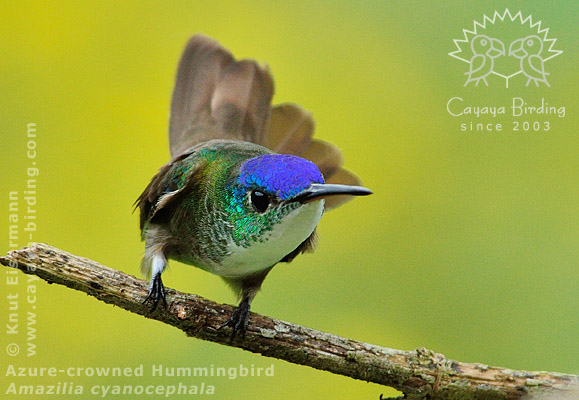 Azure-crowned Hummingbird