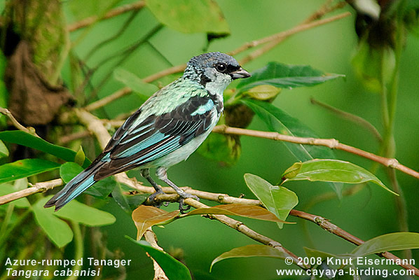 Azure-rumped Tanager