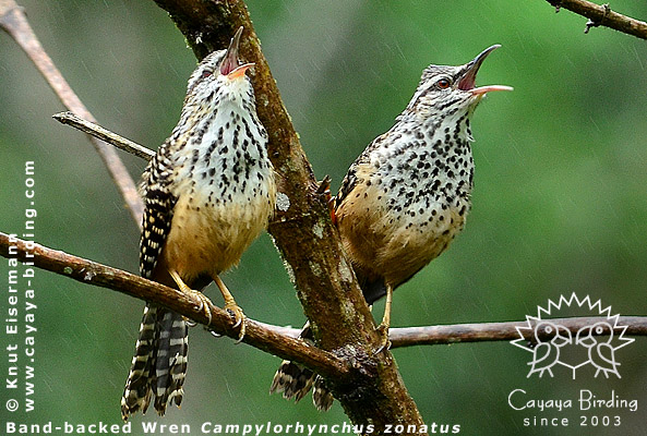 Band-backed Wren