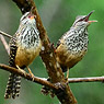 Band-backed Wren