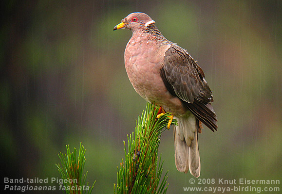 Band-tailed Pigeon