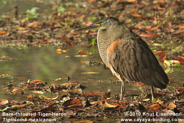 Bare-throated Tiger-Heron