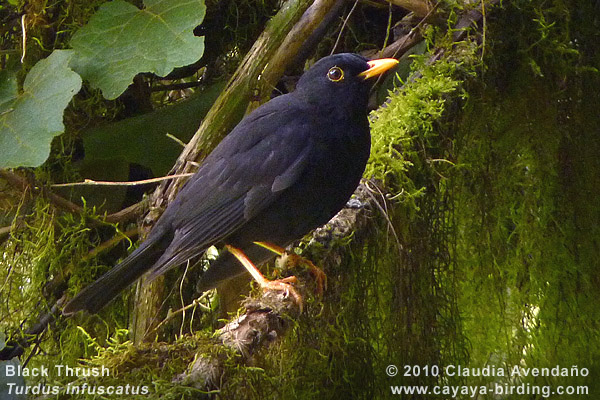 Black Thrush