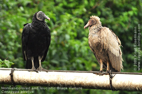 Black Vulture