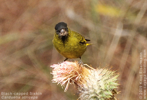 Black-capped Siskin