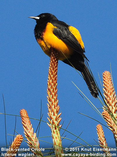 Black-vented Oriole