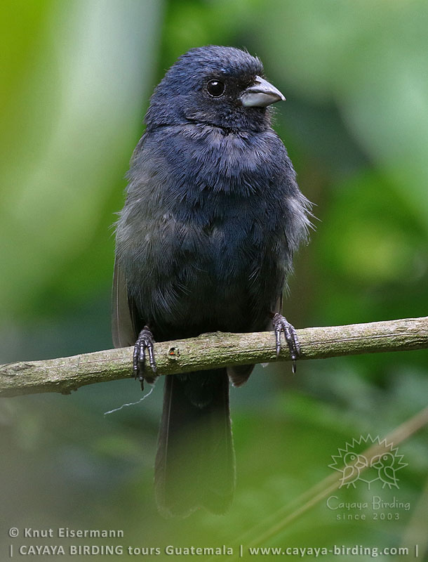 Blue Seedeater