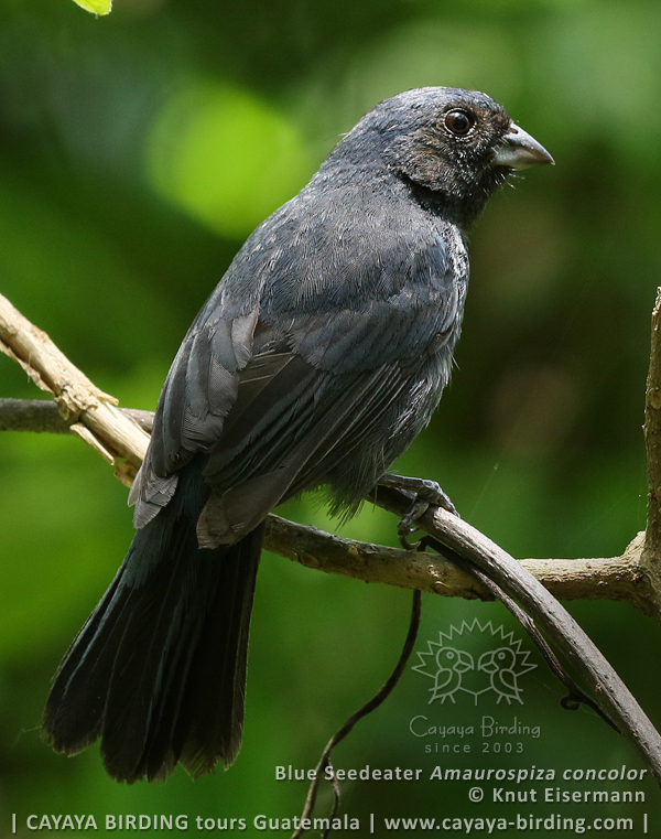 Blue Seedeater in Guatemala