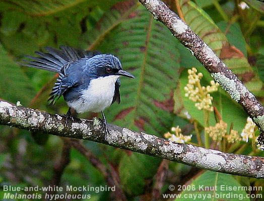 Blue-and-white Mockingbird