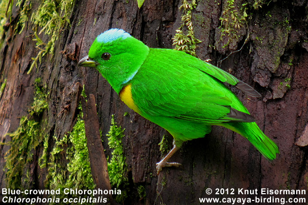 Blue-crowned Chlorophonia