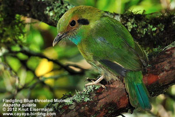 Blue-thoated Motmot