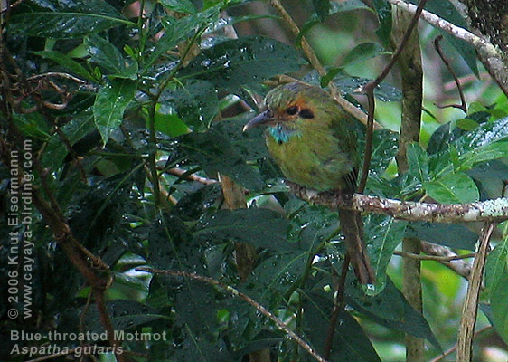 Blue-throated Motmot