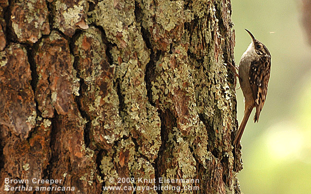 Brown Creeper