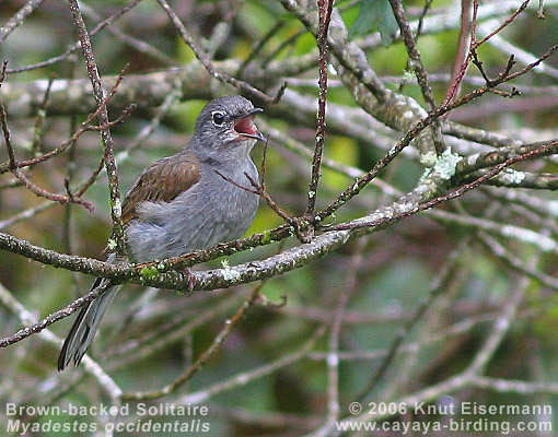 Brown-backed Solitaire