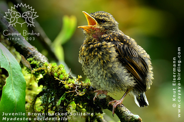 Fledgling of Brown-backed Solitaire