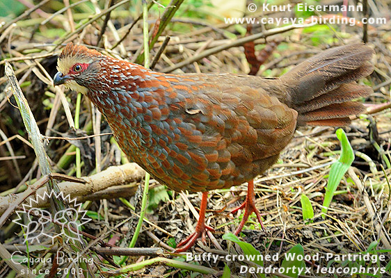 Buffy-crowned Wood-Partridge