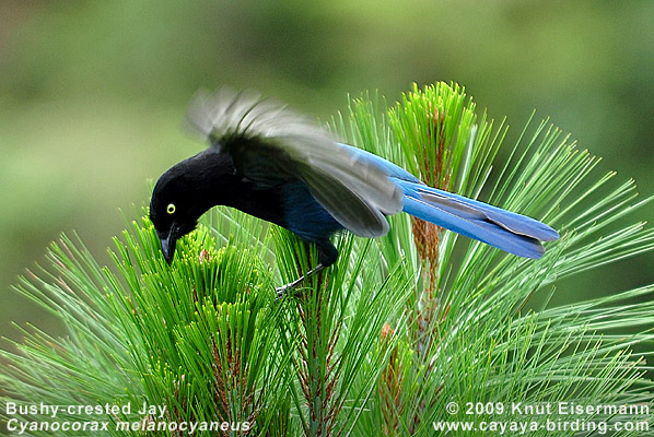 Bushy-crested Jay