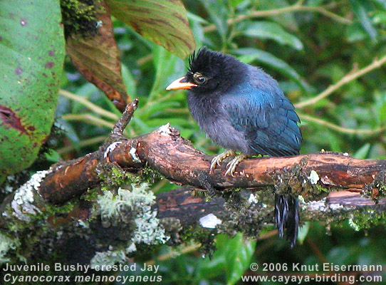 Bushy-crested Jay