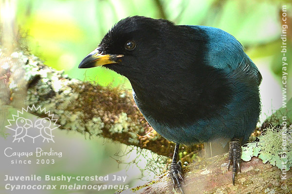 Bushy-crested Jay