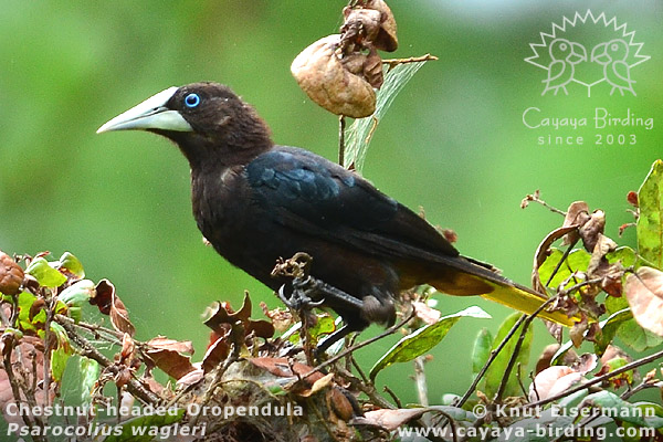 Chestnut-headed Oropendula