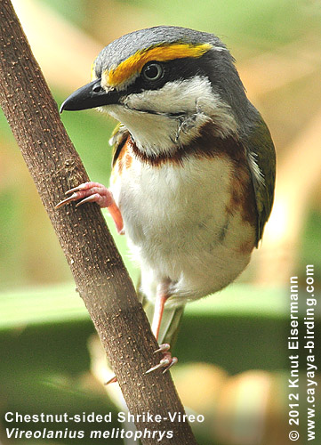 Chestnut-sided Shrike-Vireo