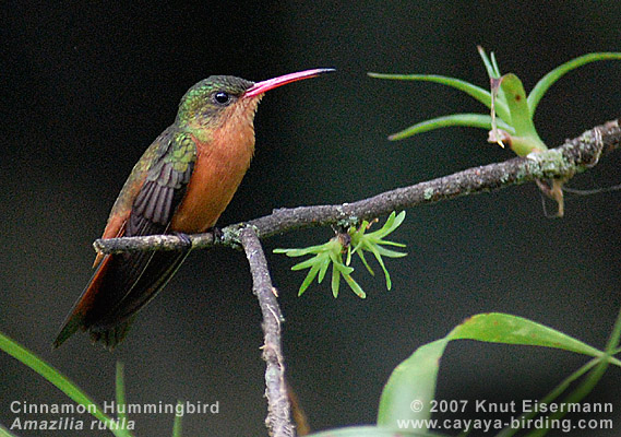 Cinnamon Hummingbird