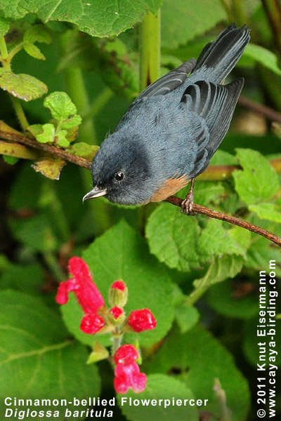 Cinnamon-bellied Flowerpiercer