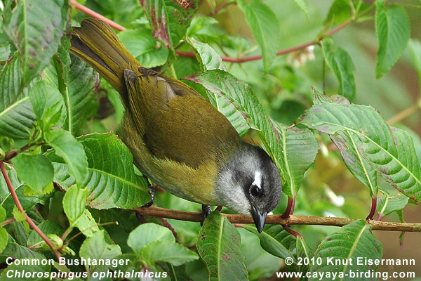 Common Bushtanager