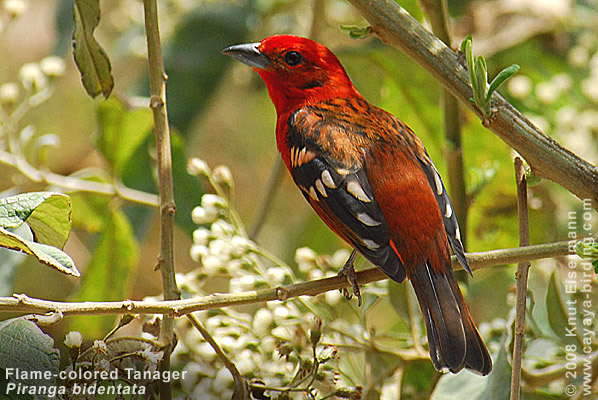 Flame-colored Tanager