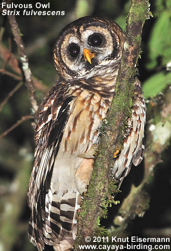 Fulvous Owl