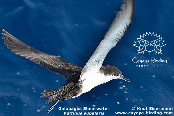 Galapagos Shearwater
