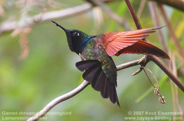 Garnet-throated Hummingbird