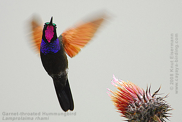 Garnet-throated Hummingbird