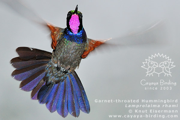 Garnet-throated Hummingbird