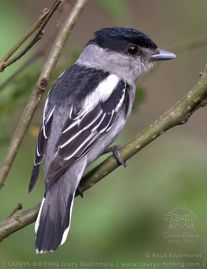 male Gray-collared Becard