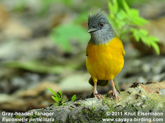 Gray-headed Tanager