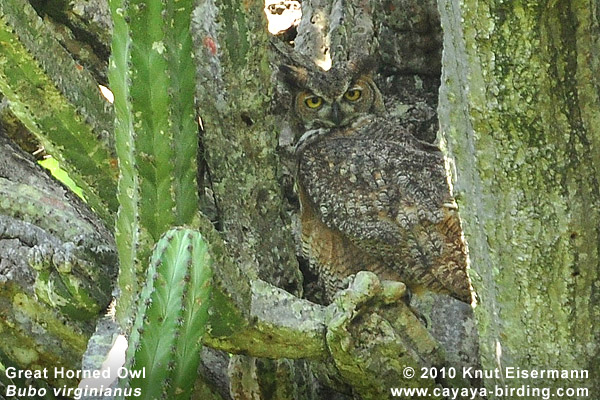 Great Horned Owl