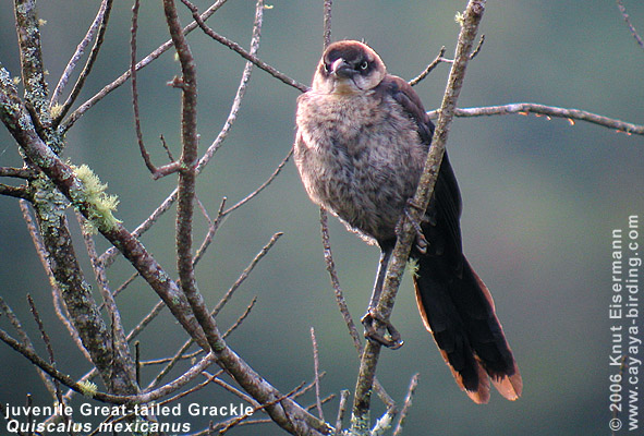 juvenile Great-tailed Grackle