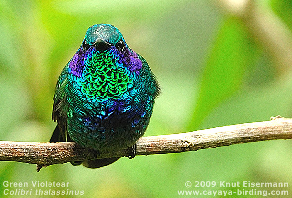 Green Violetear