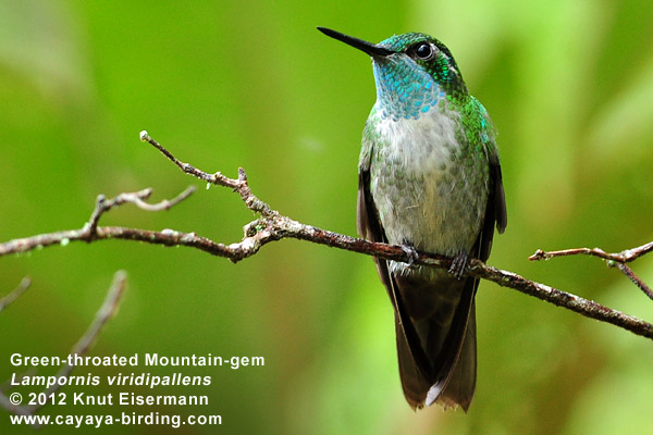 Green-throated Mountain-gem