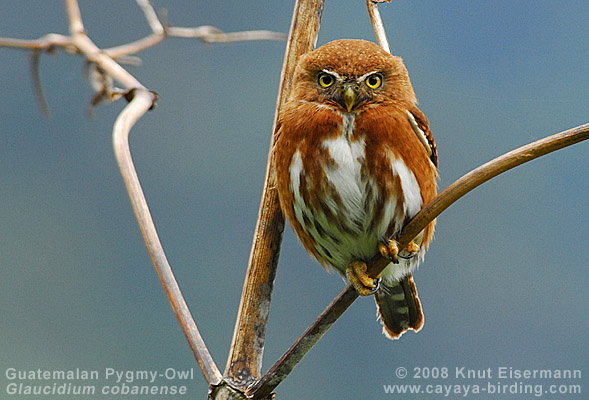 Guatemalan Pygmy Owl