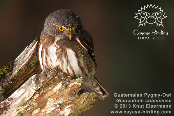 Guatemalan Pygmy Owl Glaucidium cobanense