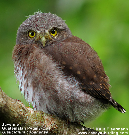 Guatemalan Pygmy-Owl Glaucidium cobanense