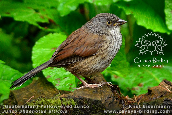 Juvenile Guatemalan Yellow-eyed Junco