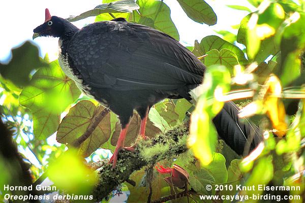 Horned Guan