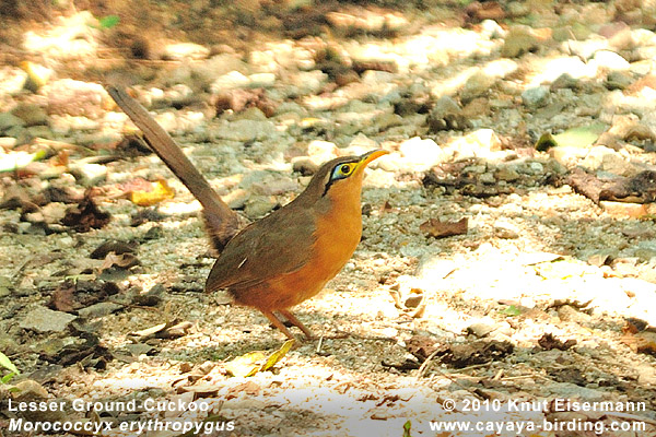 Lesser Ground-Cuckoo