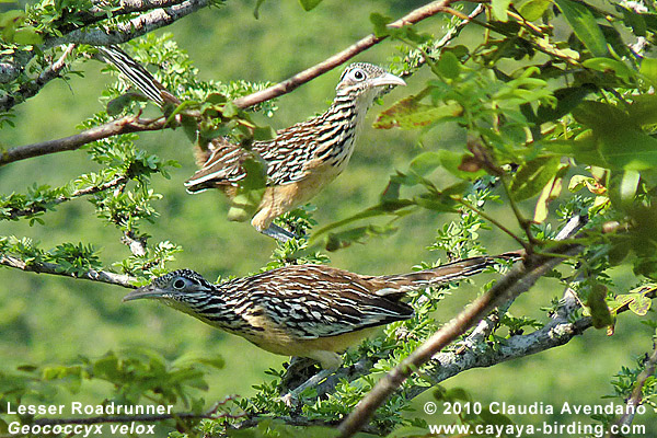 Lesser Roadrunner