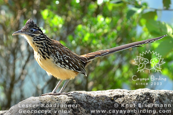 Lesser Roadrunner