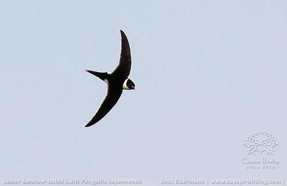 Lesser Swallow-tailed Swift